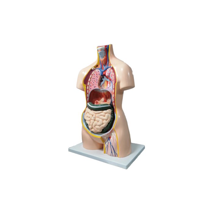 3.jpg Modèle anatomique de Tronc Humain – Image 1