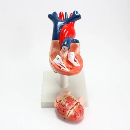 Modèle anatomique de coeur humain – Image 4