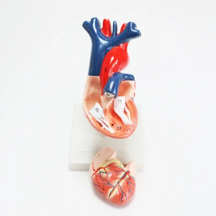 Modèle anatomique de coeur humain – Image 3