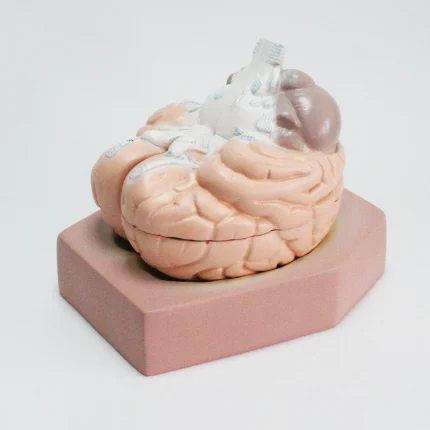 Modèle anatomique de cerveau humain – Image 2