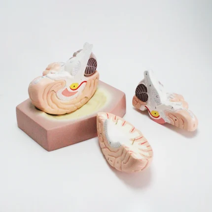 Modèle anatomique de cerveau humain