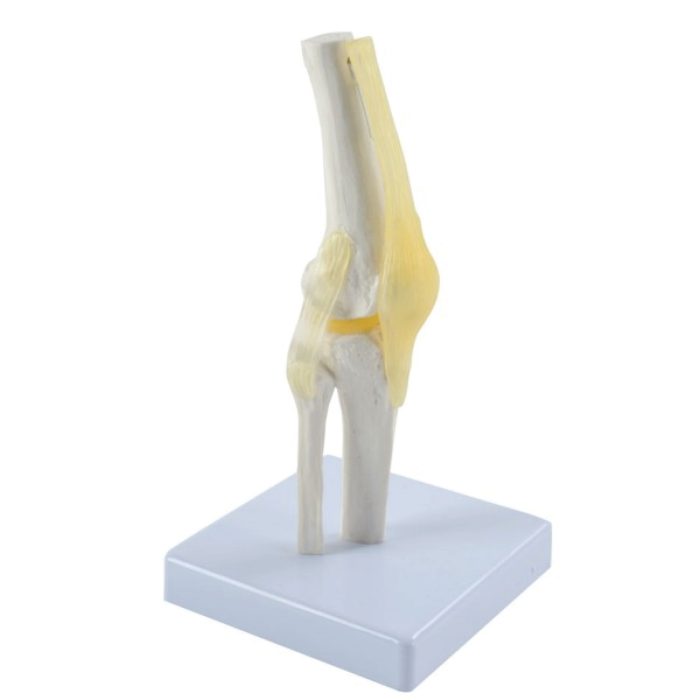 Articulation de genou – Image 1