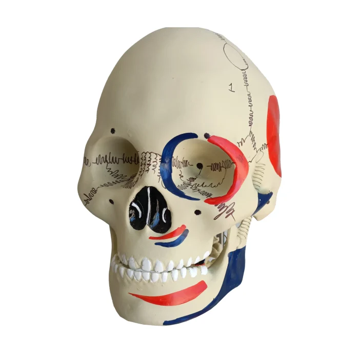 Modèle de squelette humain