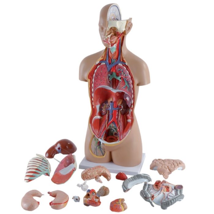 Tronc Humain Non Bisexué 85 cm – Image 2