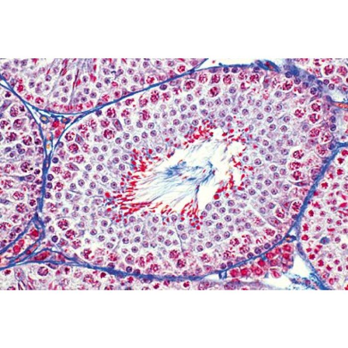 Préparations Microscopiques