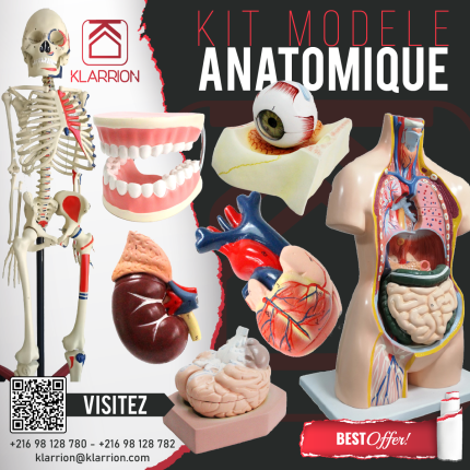 Kit Modele Anatomique