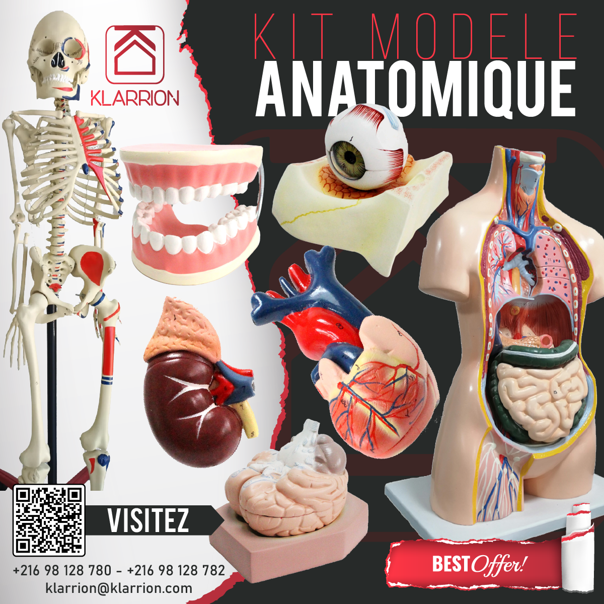Kit Modele Anatomique