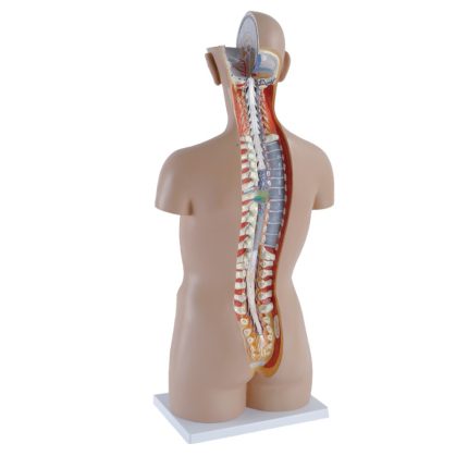 Tronc Humain Non Bisexué 85 cm – Image 3