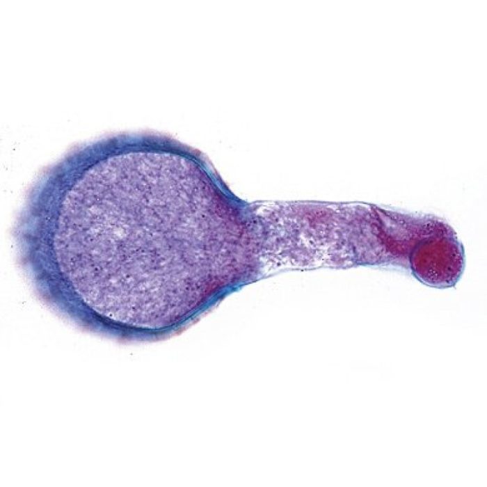 Préparation microscopique – Image 2