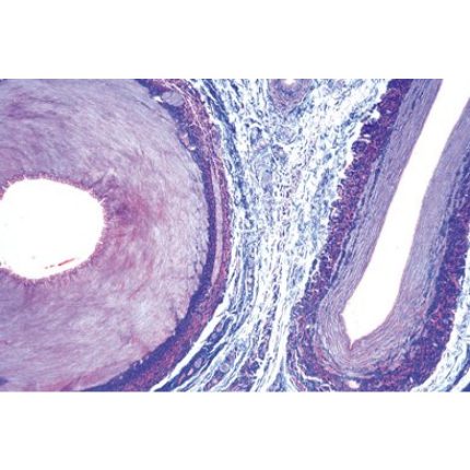Préparation microscopique
