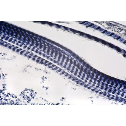 Préparation microscopique – Image 3