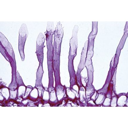 Préparation microscopique – Image 5