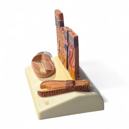 Modèle microscopique de peau, cheveux et ongles – Image 3