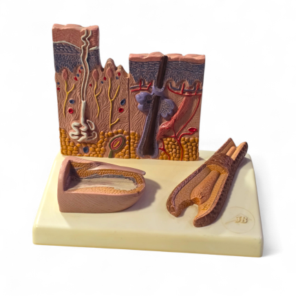 Modèle microscopique de peau, cheveux et ongles