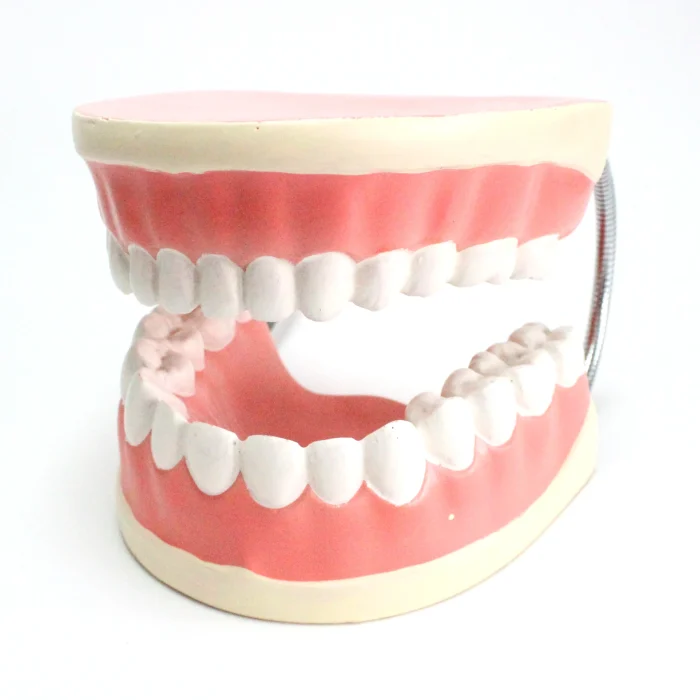 Modèle anatomique de mâchoire – Image 1