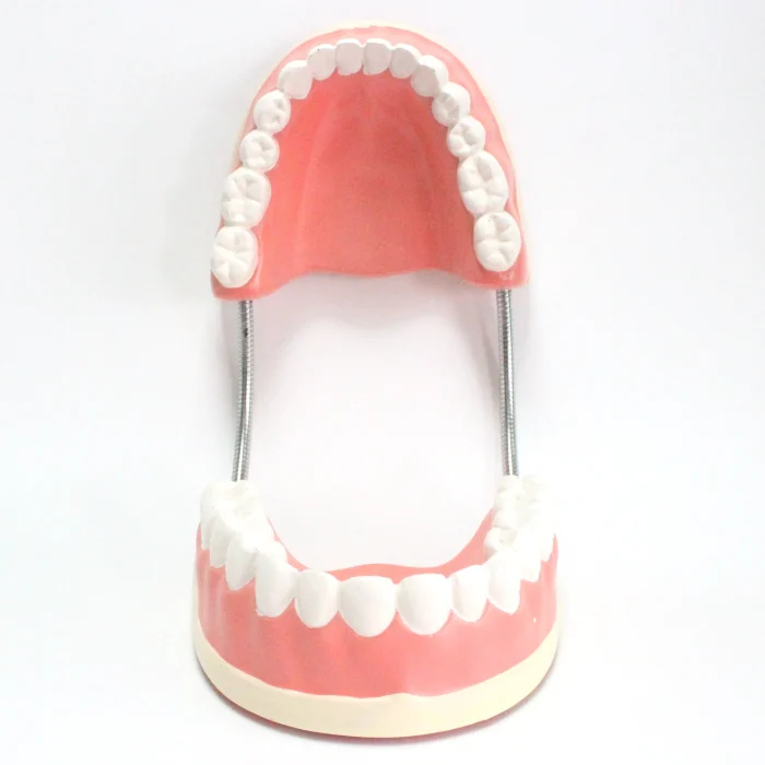 Modèle anatomique de mâchoire – Image 4