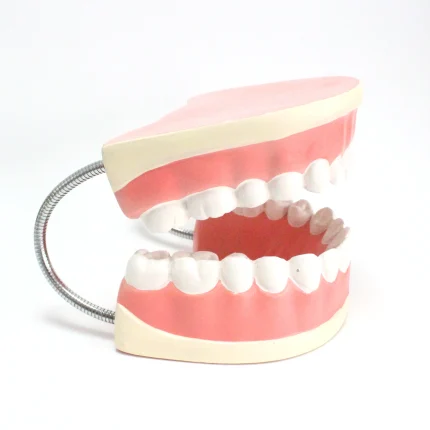 Modèle anatomique de mâchoire – Image 2