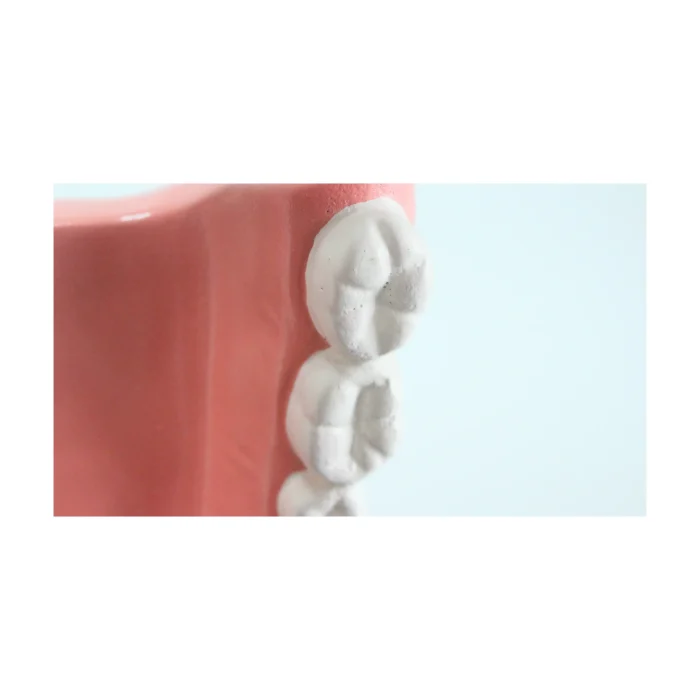 Modèle anatomique de mâchoire – Image 5