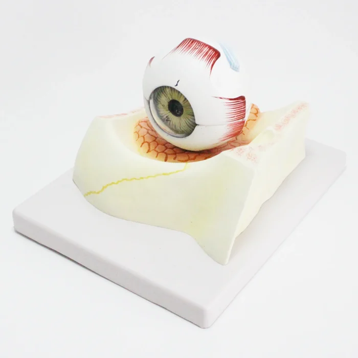 Modèle d'oeil humain – Image 1