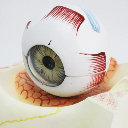 Modèle d'oeil humain – Image 2