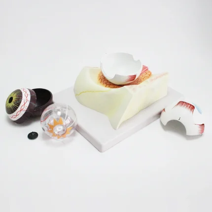 Modèle d'oeil humain – Image 6