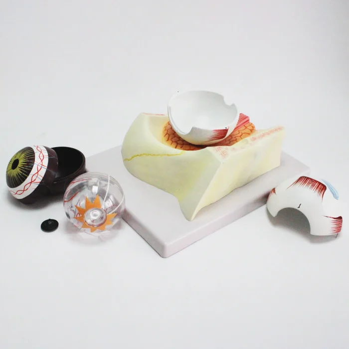 Modèle d'oeil humain – Image 5