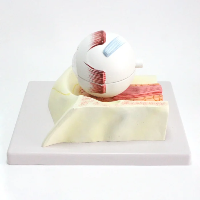 Modèle d'oeil humain – Image 4