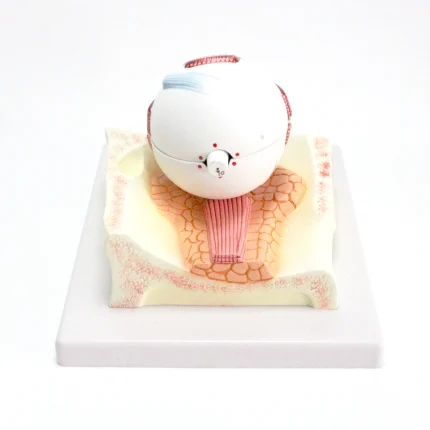 Modèle d'oeil humain – Image 3