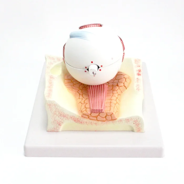 Modèle d'oeil humain – Image 3