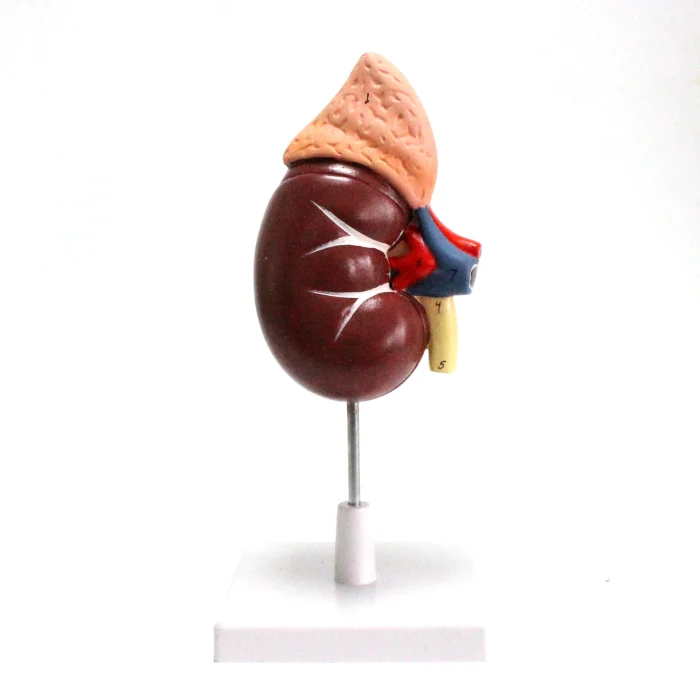 Modèle anatomique de rein humain – Image 1