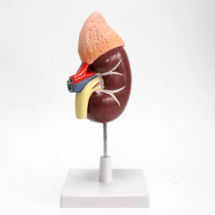 Modèle anatomique de rein humain – Image 2