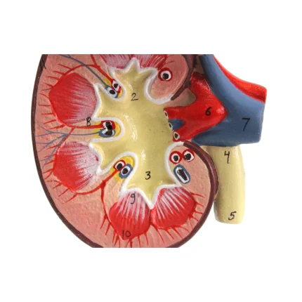 Modèle anatomique de rein humain – Image 5