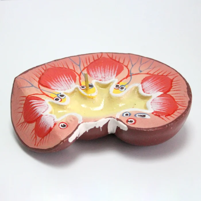 Modèle anatomique de rein humain – Image 3