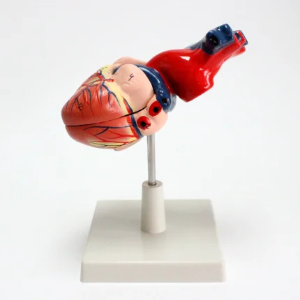 Modèle anatomique de coeur humain – Image 8