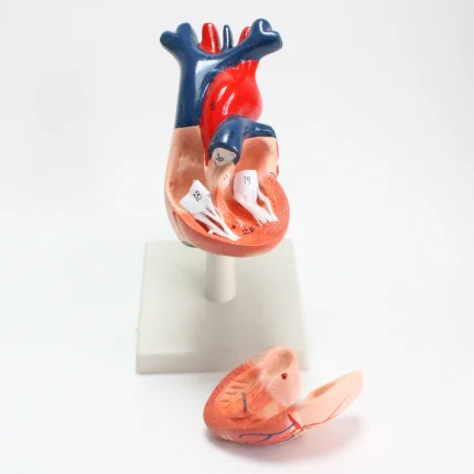Modèle anatomique de coeur humain – Image 5