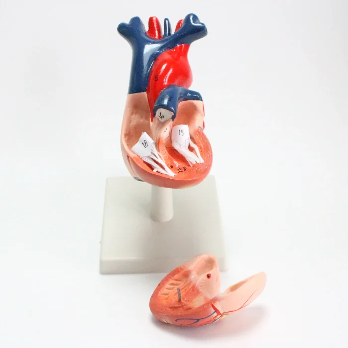 Modèle anatomique de coeur humain – Image 5