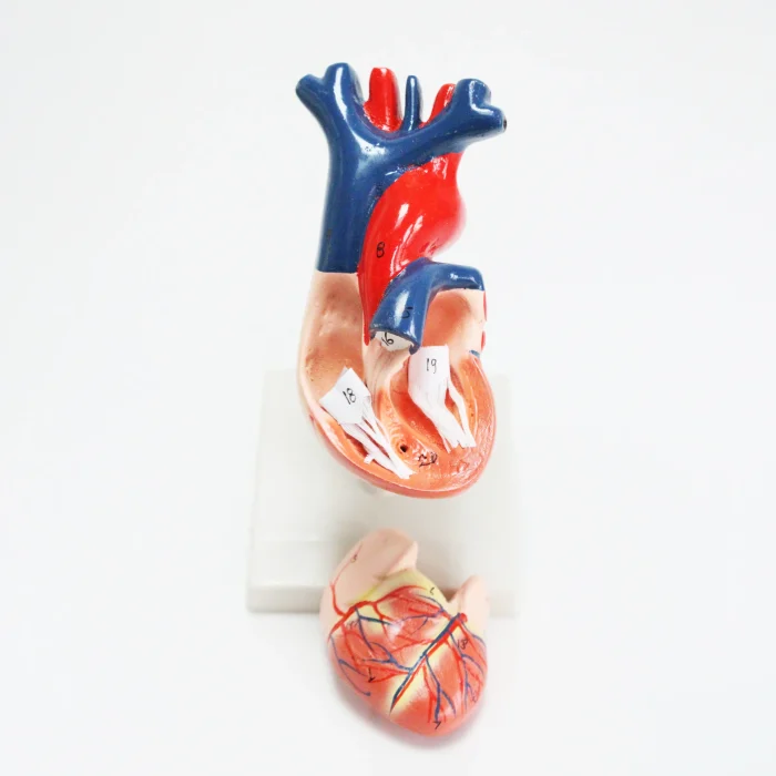 Modèle anatomique de coeur humain – Image 3