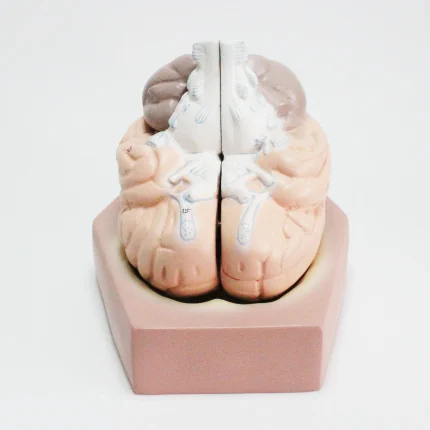 Modèle anatomique de cerveau humain – Image 4