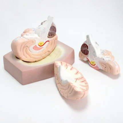 Modèle anatomique de cerveau humain – Image 7