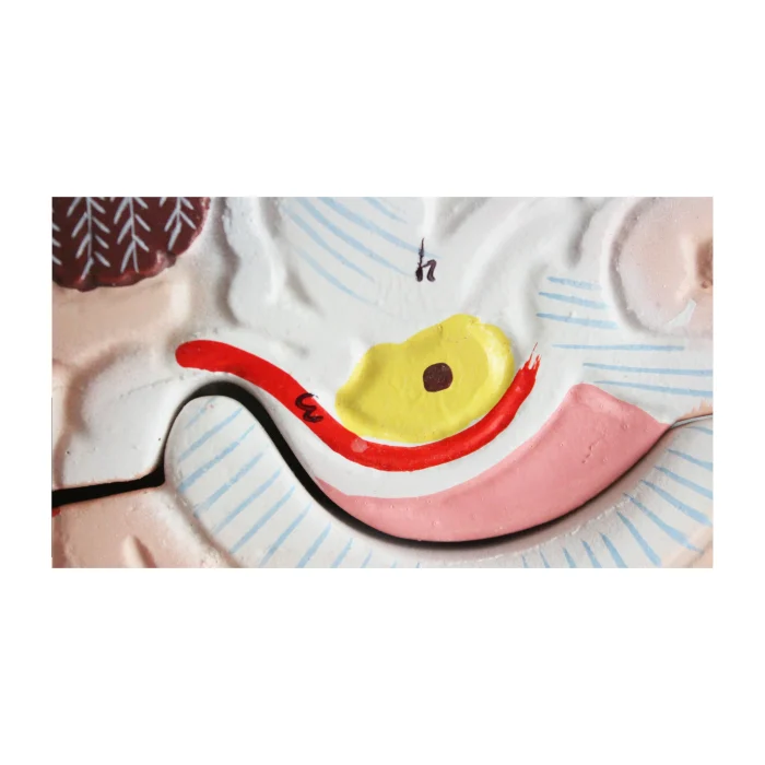 Modèle anatomique de cerveau humain – Image 6