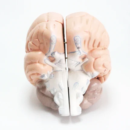 Modèle anatomique de cerveau humain – Image 5