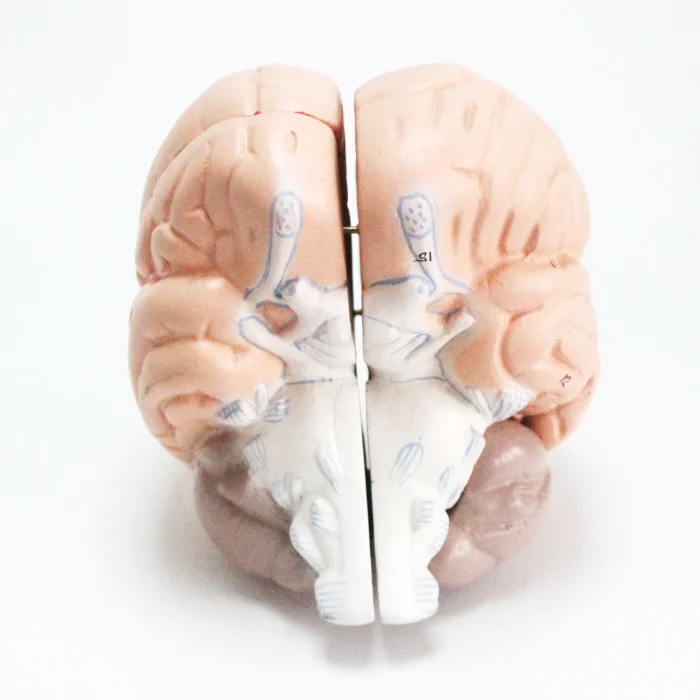 Modèle anatomique de cerveau humain – Image 5