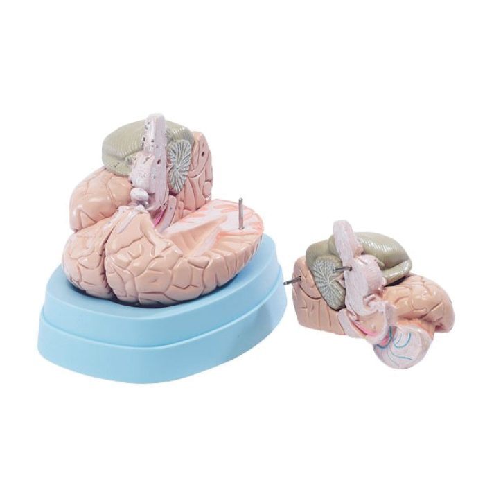 Cerveau Démontable – Image 1