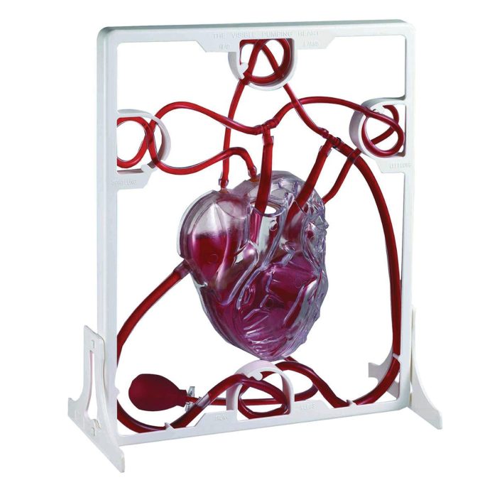 Catalogue_307-scaled-1.jpeg Appareil Circulatoire – Image 1