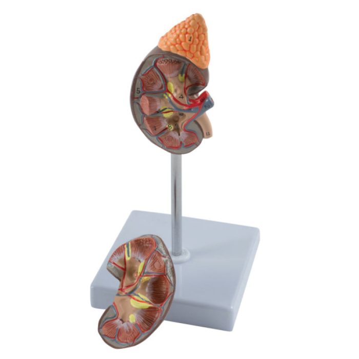 Modèle anatomique de rein – Image 1