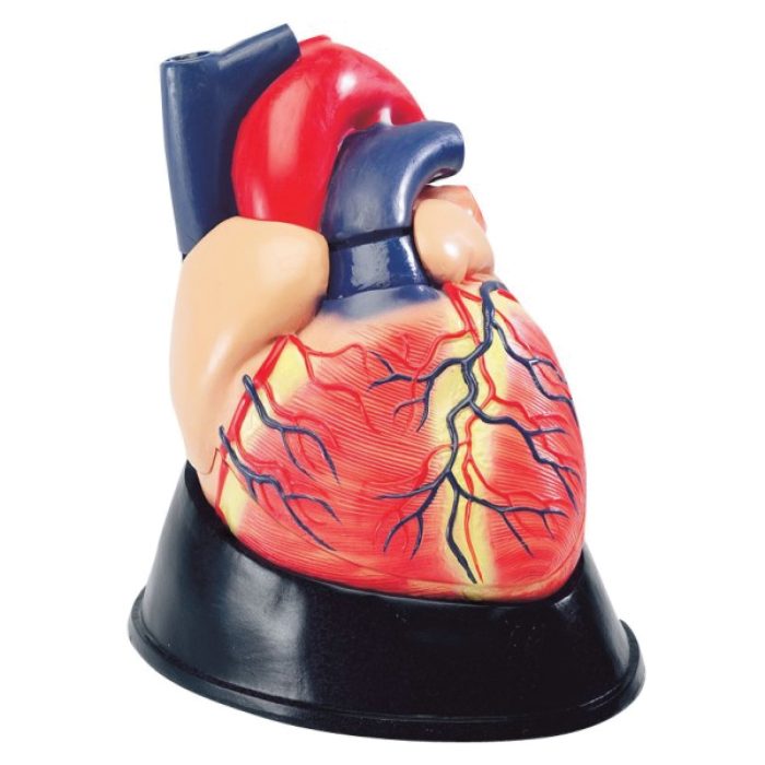 Modèle de cœur 4X – Image 1