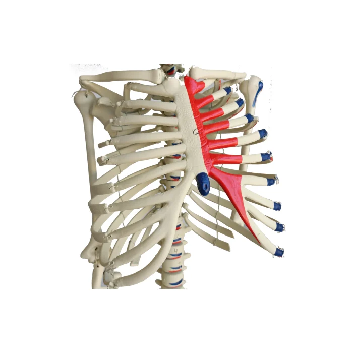 Modèle anatomique : Squelette humaine – Image 3