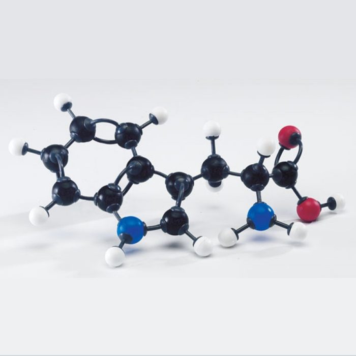 Modèle moléculaire acides aminés – Image 1