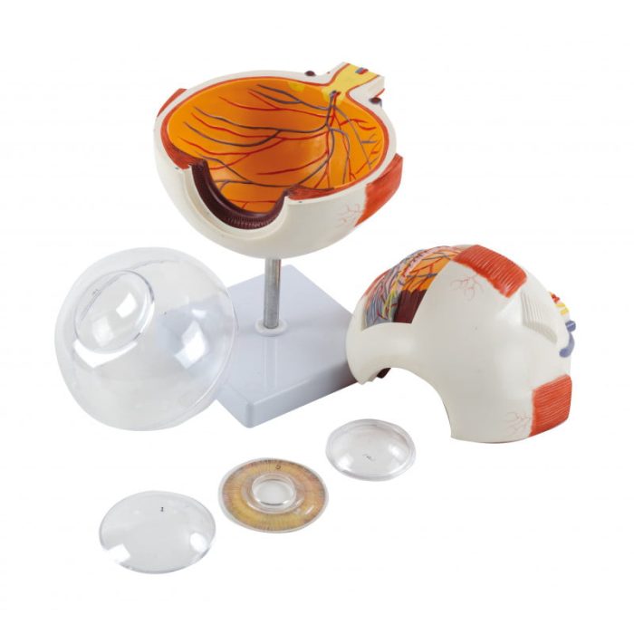 Modèle anatomique de l’oeil humain – Image 2